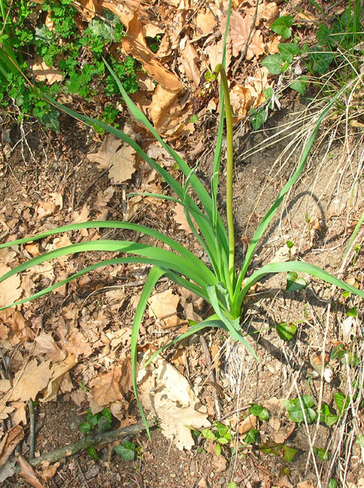 Asphodelus albus / Asfodelo montano